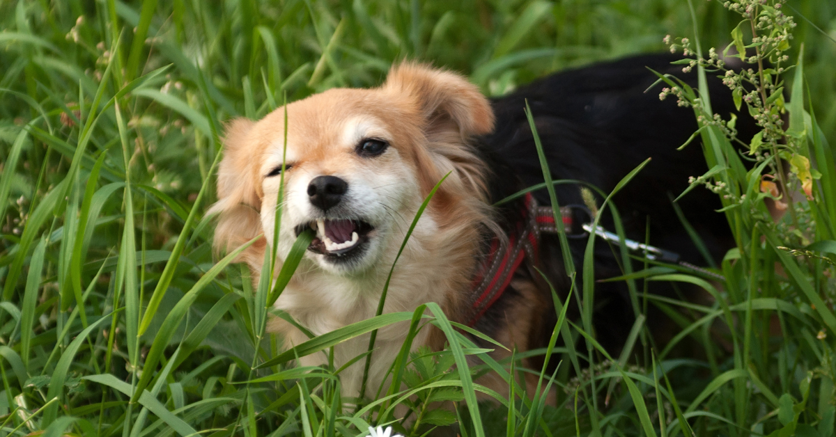 small dog eating a blade of grass