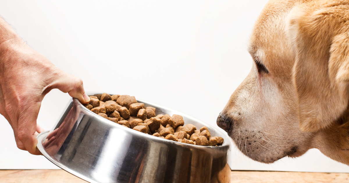 dog looking at bowl of kibble