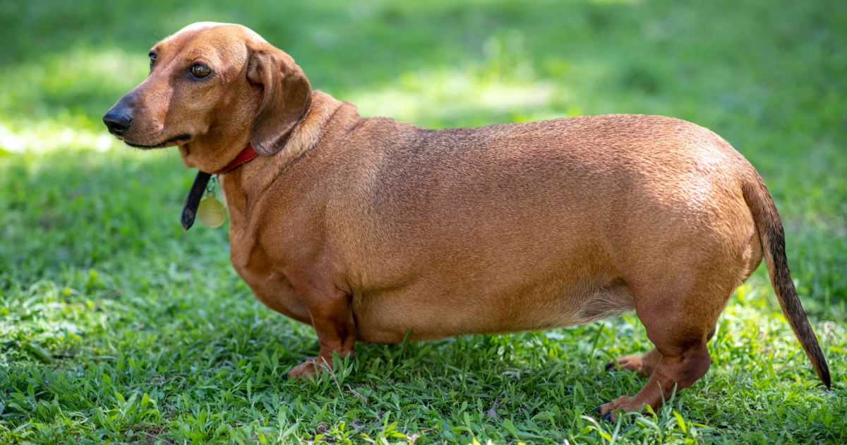 obese dog dachshund