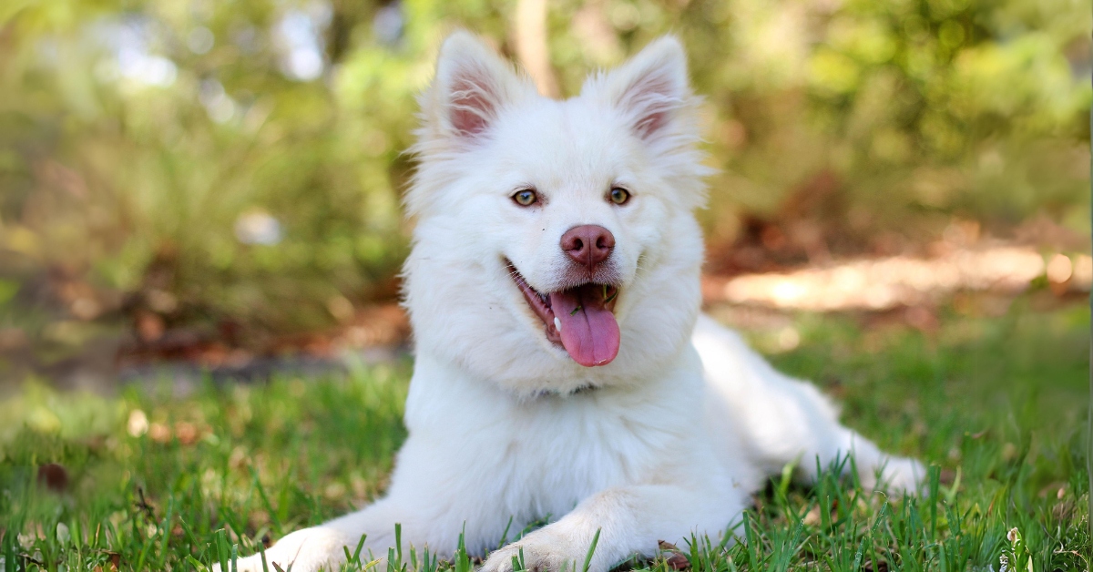 White dog laying on grass
