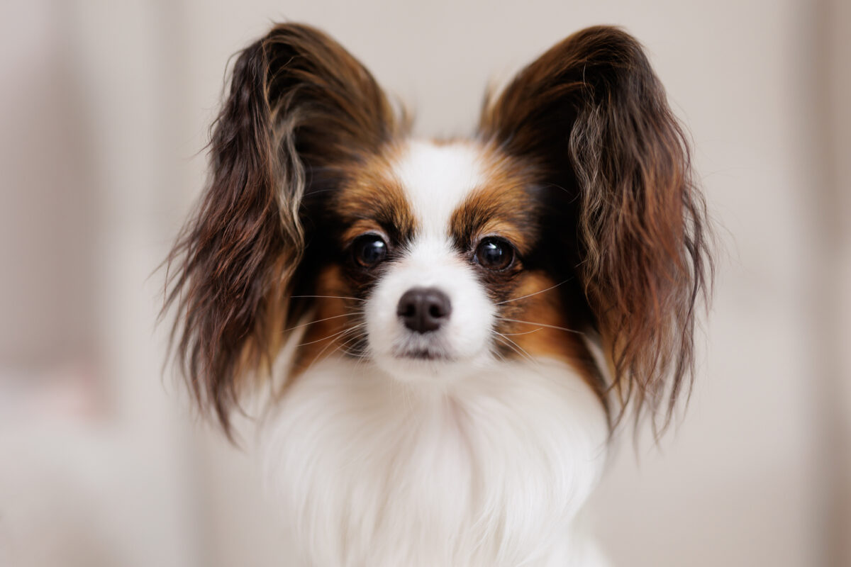 Close up portrait of tricolor papillon dog