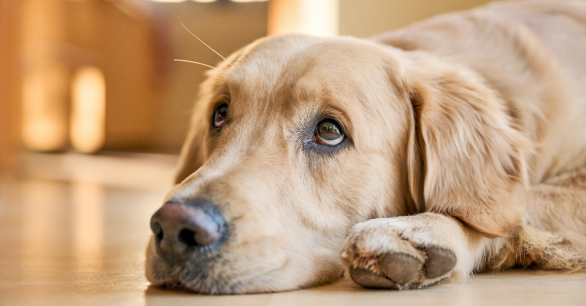sad dog on floor