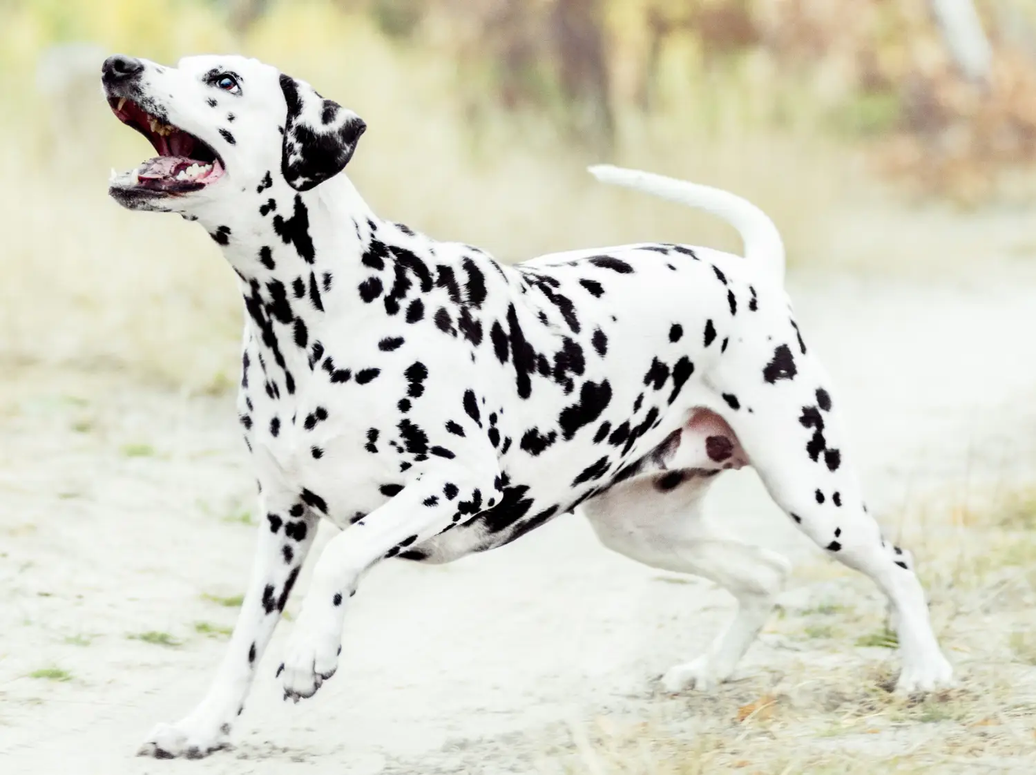 Dalmatian at play