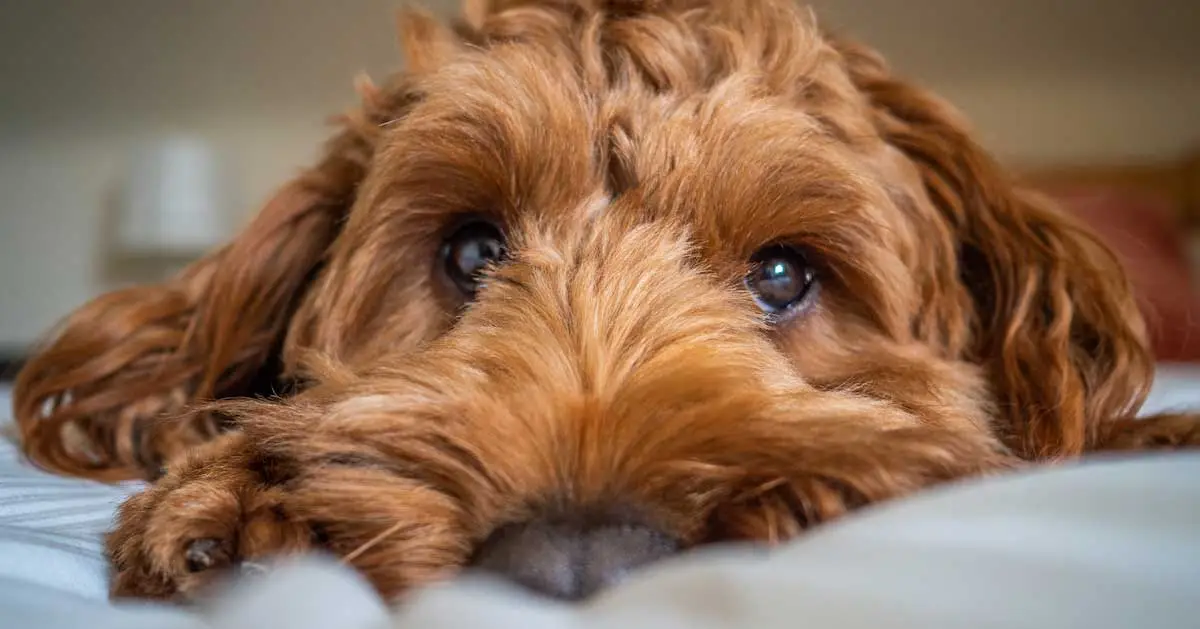 Dog laying on pillow