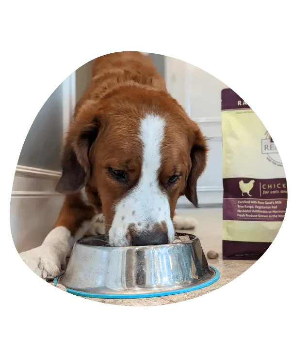 Dog eating from bowl