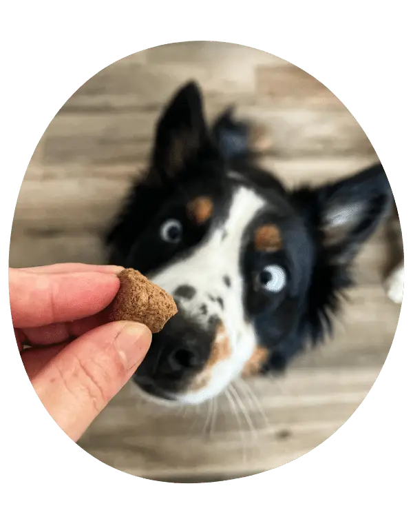 Person feeding a dog