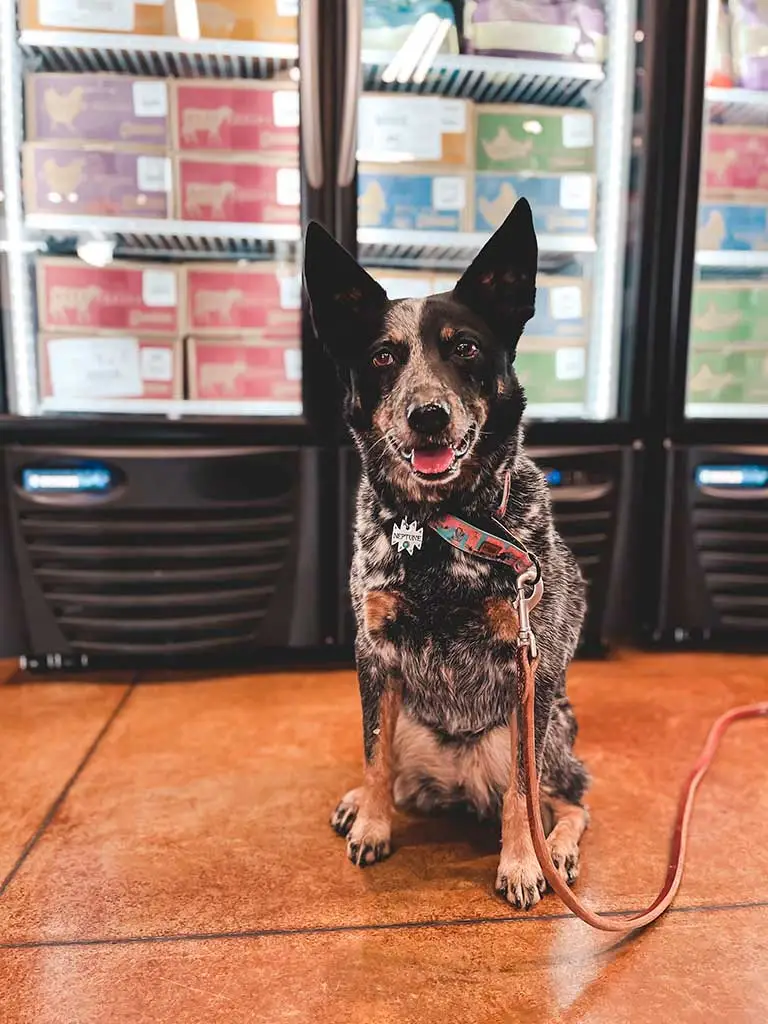 Dog sitting in front of refrigerators