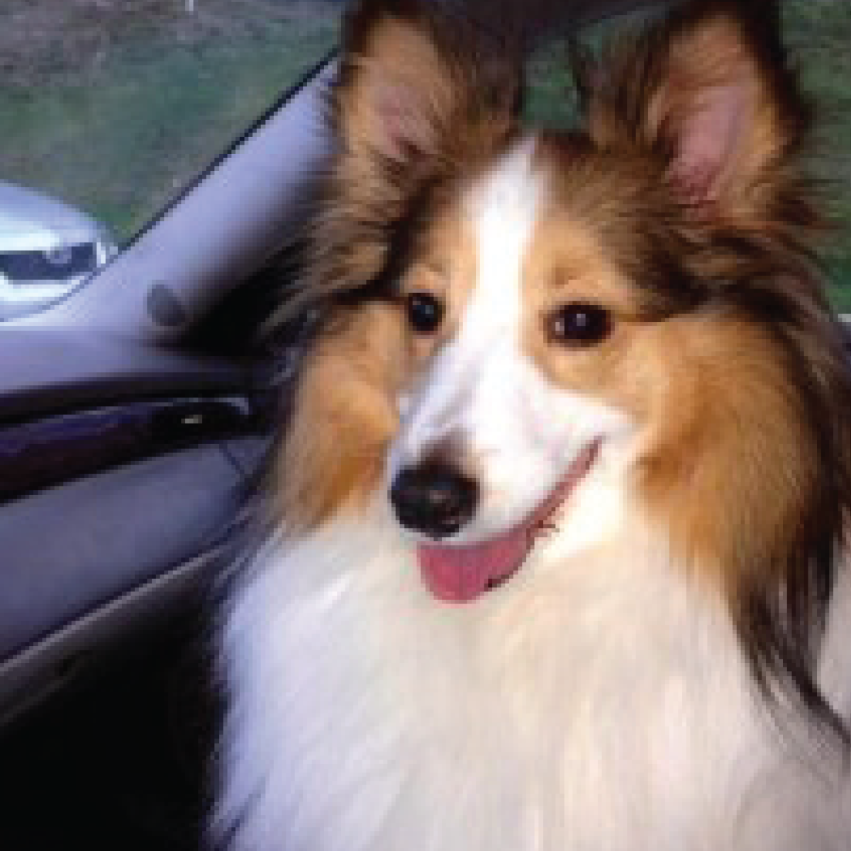 Dog sitting in car
