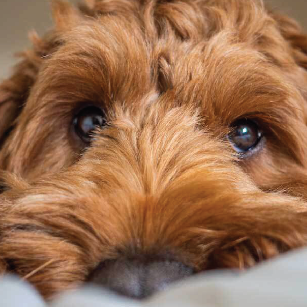 Dog laying on floor looking at camera