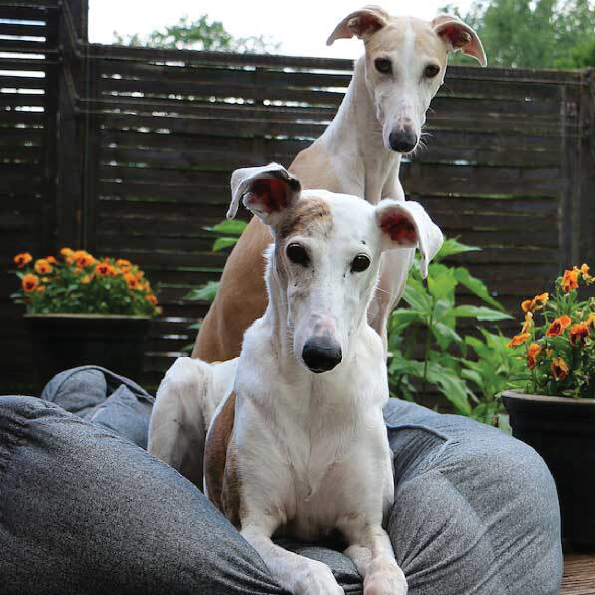 Two dog sitting on a beanbag chair