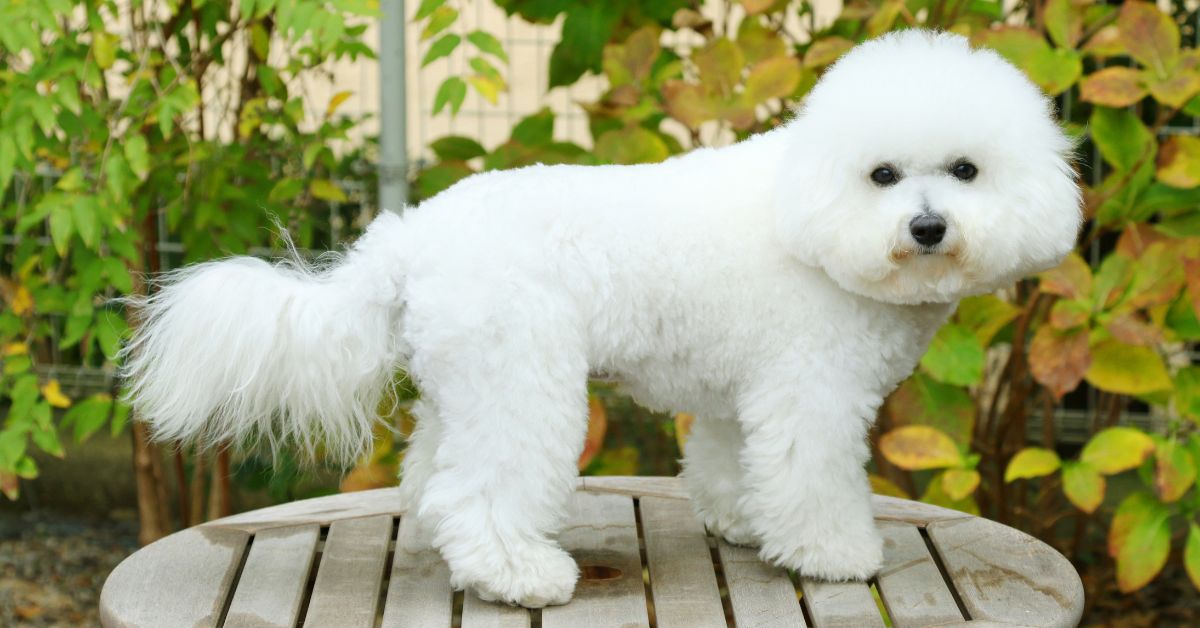 Bichon Frise success story
