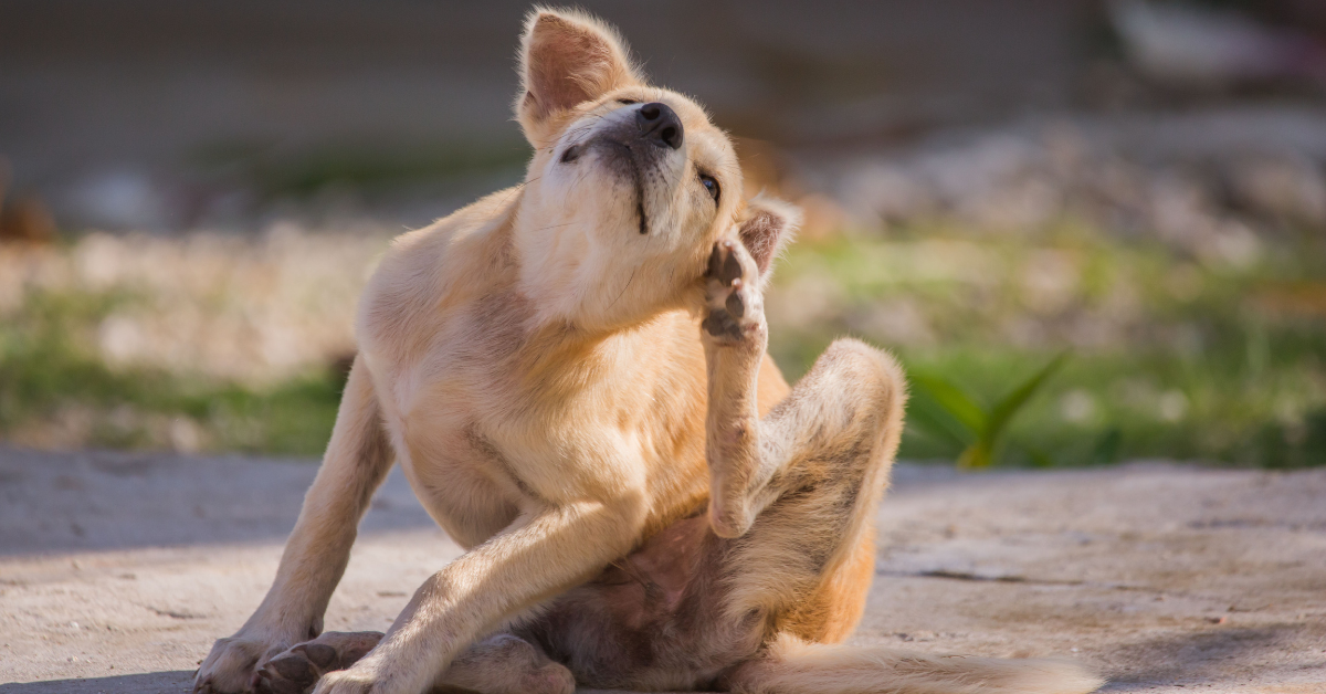 dog scratching itself