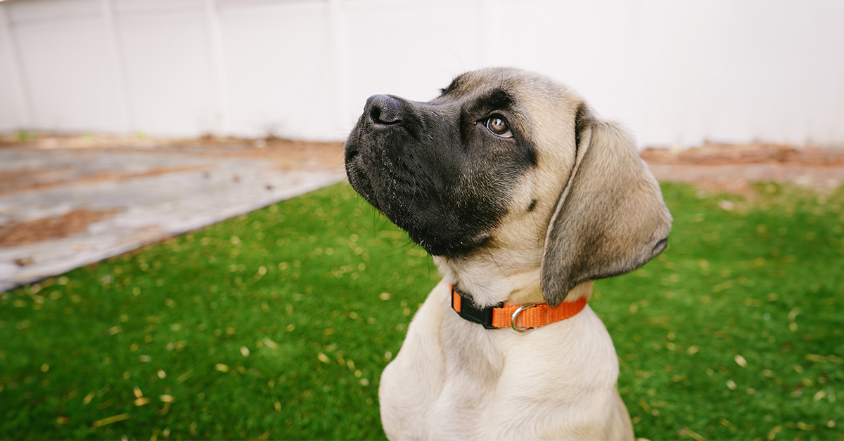 Puppy sitting on grass looking up