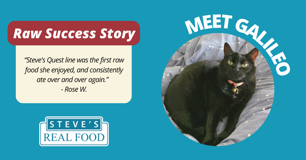 Steves Raw Success Story