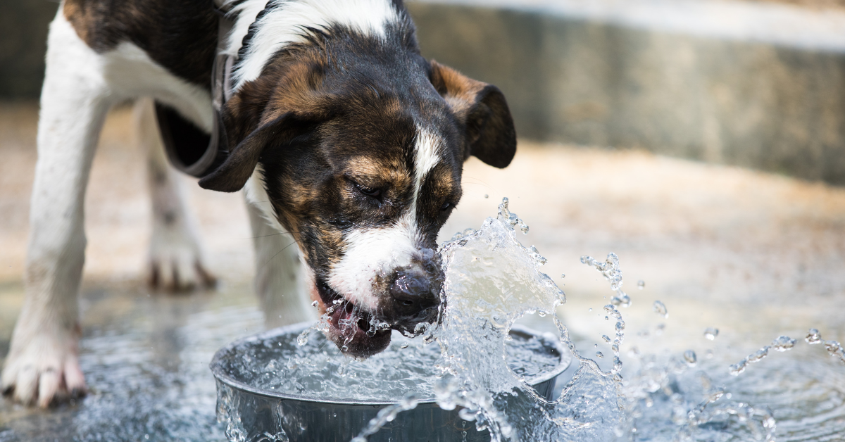 dog drinking from bowl of water