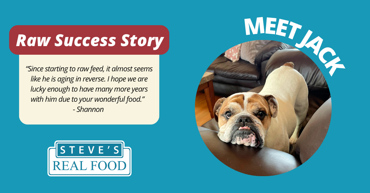 Success Story of English Bulldog with Steve's Real Food
