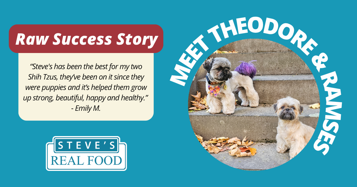 raw fed shih tzus success story